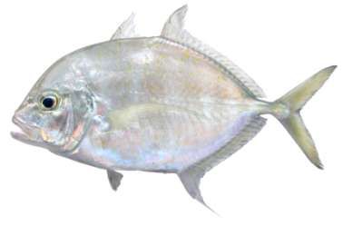 Carangoides caeruleopinnatus