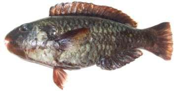 Scarus psittacus