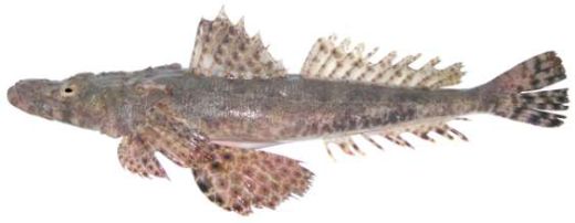 Papilloculiceps longiceps
