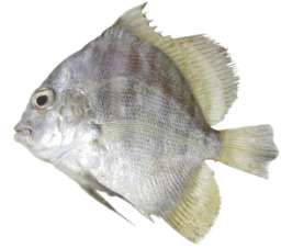 Drepane longimana