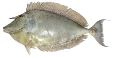 Naso unicornis