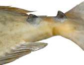 Naso unicornis