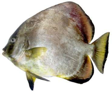 Platax orbicularis