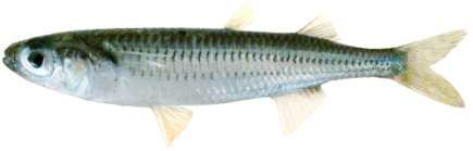 Atherinorus lacunosus