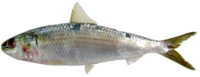 Sardinella longiceps