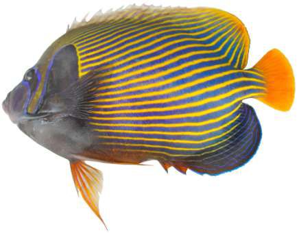 Pomacanthus imperator