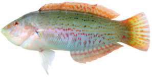 Coris variegata