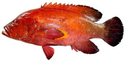 Cephalopholis hemistiktos