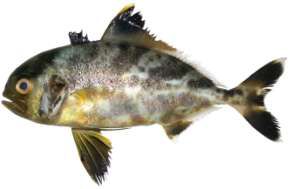 Seriolina nigrofasciata