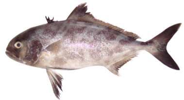 Seriolina nigrofasciata