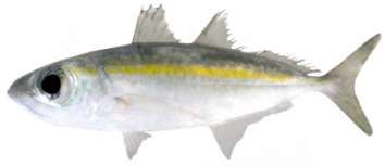 Selaroides leptolepis