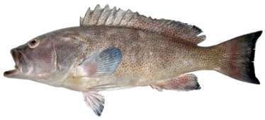 Epinephelus polylepis