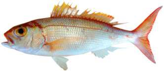 Aphareus furca