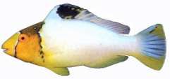 Cetoscarus bicolor