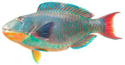 Cetoscarus bicolor