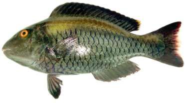 Cetoscarus bicolor