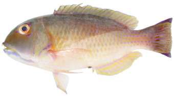 Choerodon robustus