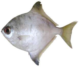 Monodactylus falciformis