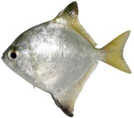 Monodactylus argenteus