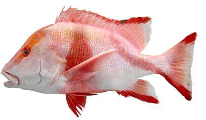 Lutjanus sebae