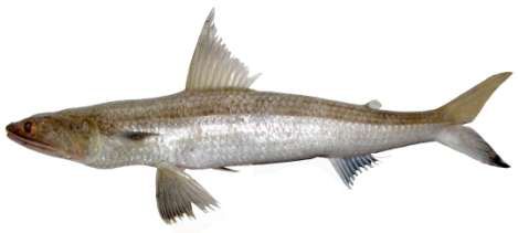 Saurida tumbil