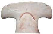 Sphyrna mokarran