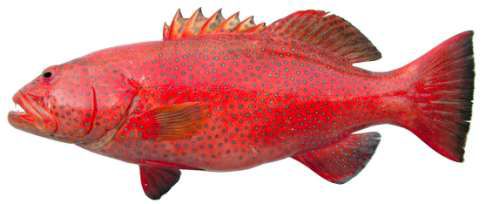 Plectropomus areolatus