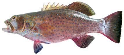 Plectropomus areolatus