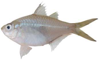Ambassis gymnocephalus