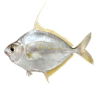 Leiognathus fasciatus