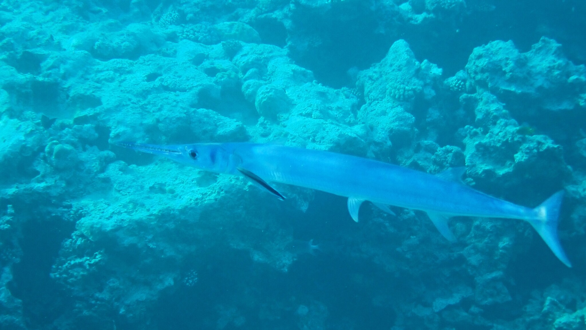 Tylosurus crocodilus