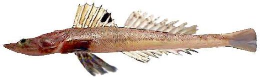 Grammoplites suppositus