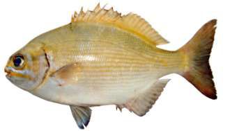 Kyphosus bigibbus