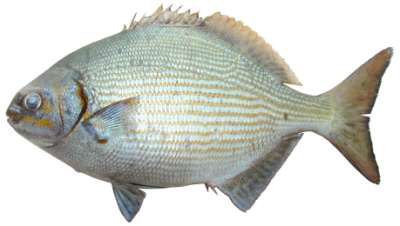 Kyphosus bigibbus