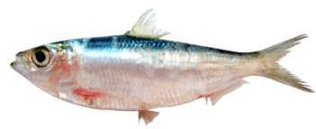 Sardinella gibbosa