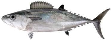 Gymnosarda unicolor