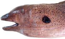 Gymnothorax javanicus