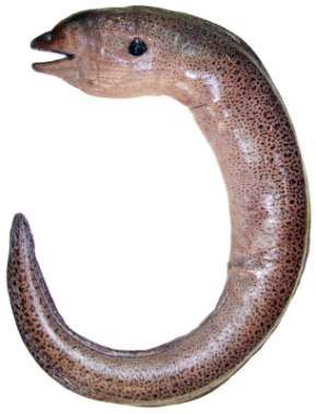Gymnothorax javanicus