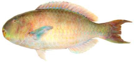 Scarus ghobban