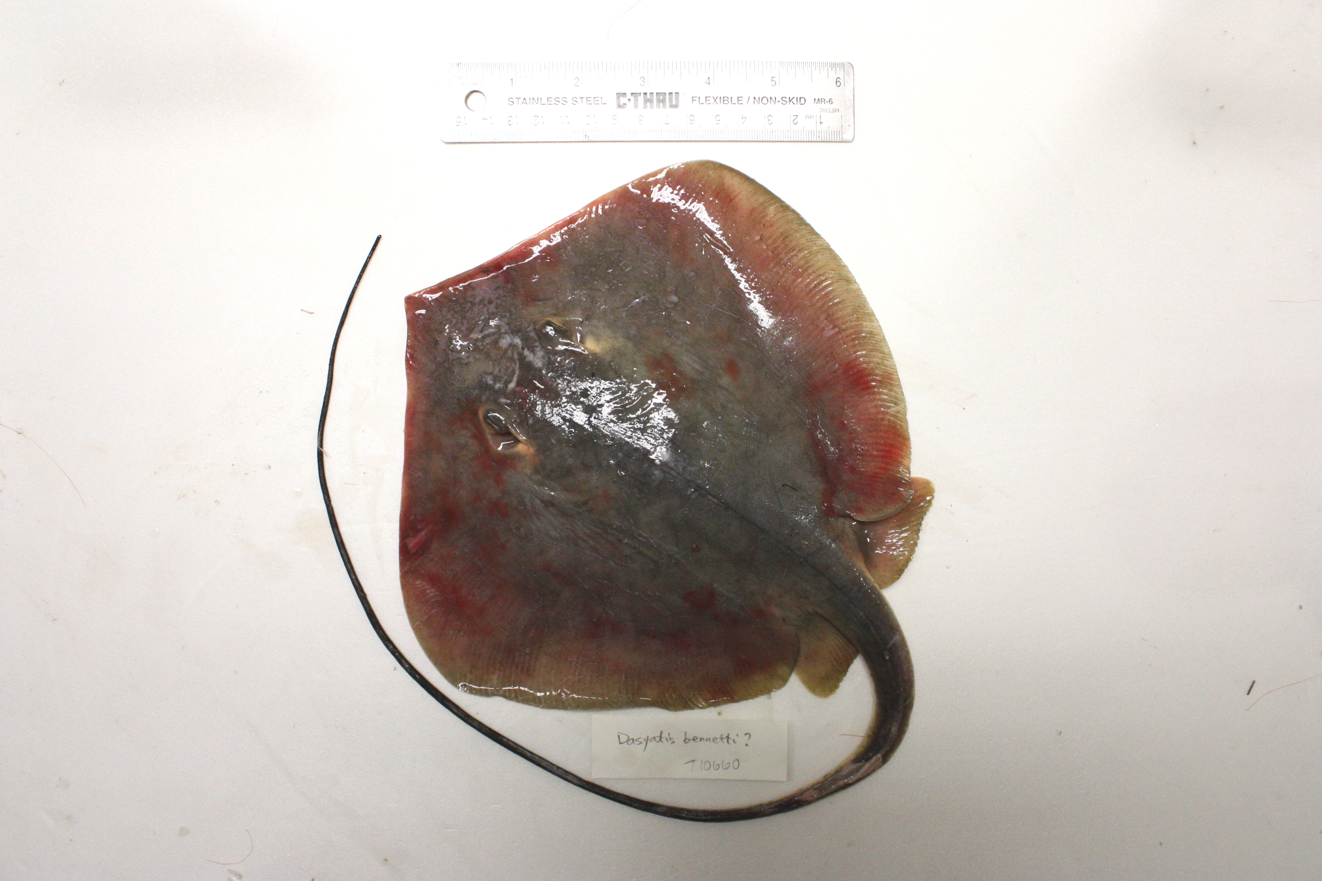 Dasyatis bennettii
