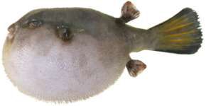Arothron immaculatus