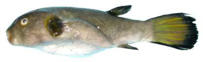 Arothron immaculatus