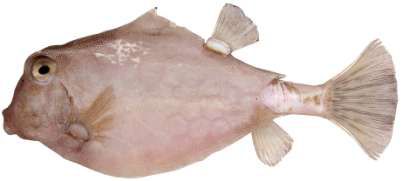 Tetrosomus gibbosus