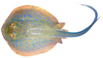 Taeniura lymma