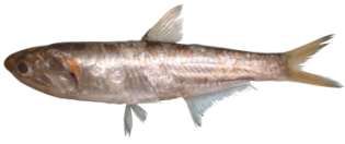 Thryssa baelama