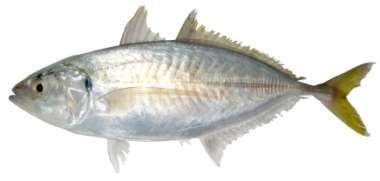 Alepes djedaba