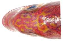 Pristipomoides typus