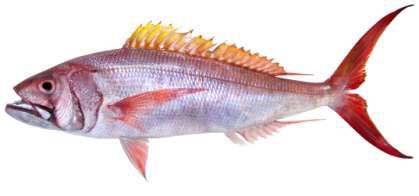 Aphareus rutilans