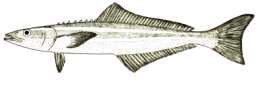 Rachycentron canadum