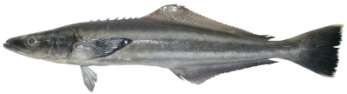 Rachycentron canadum